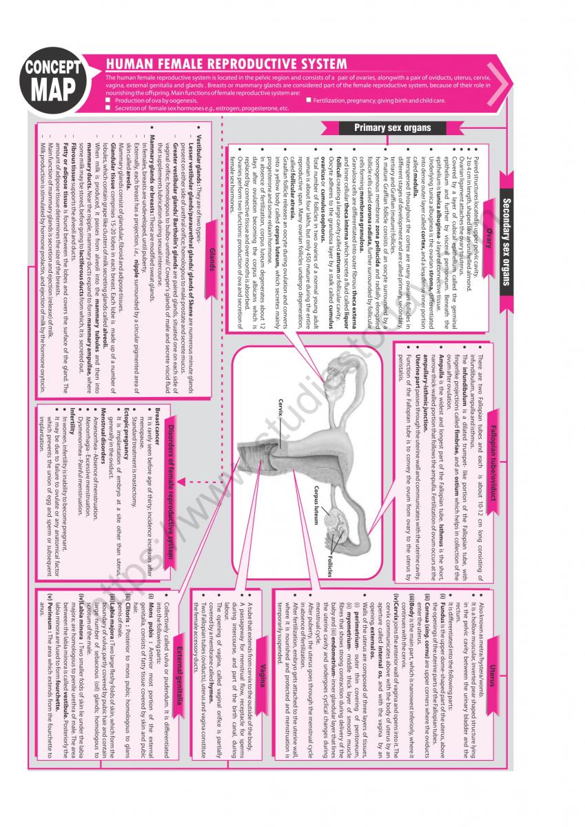 Neet Biology Human Female Reproductive System Concept Map